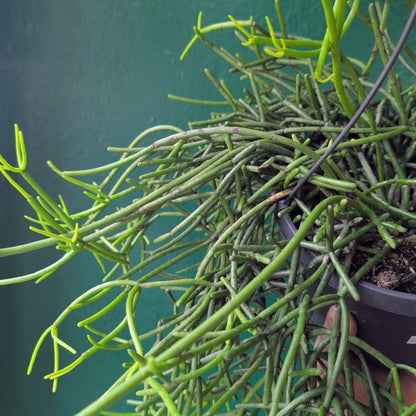 Rhipsalis heteroclada (Mistletoe Cactus)