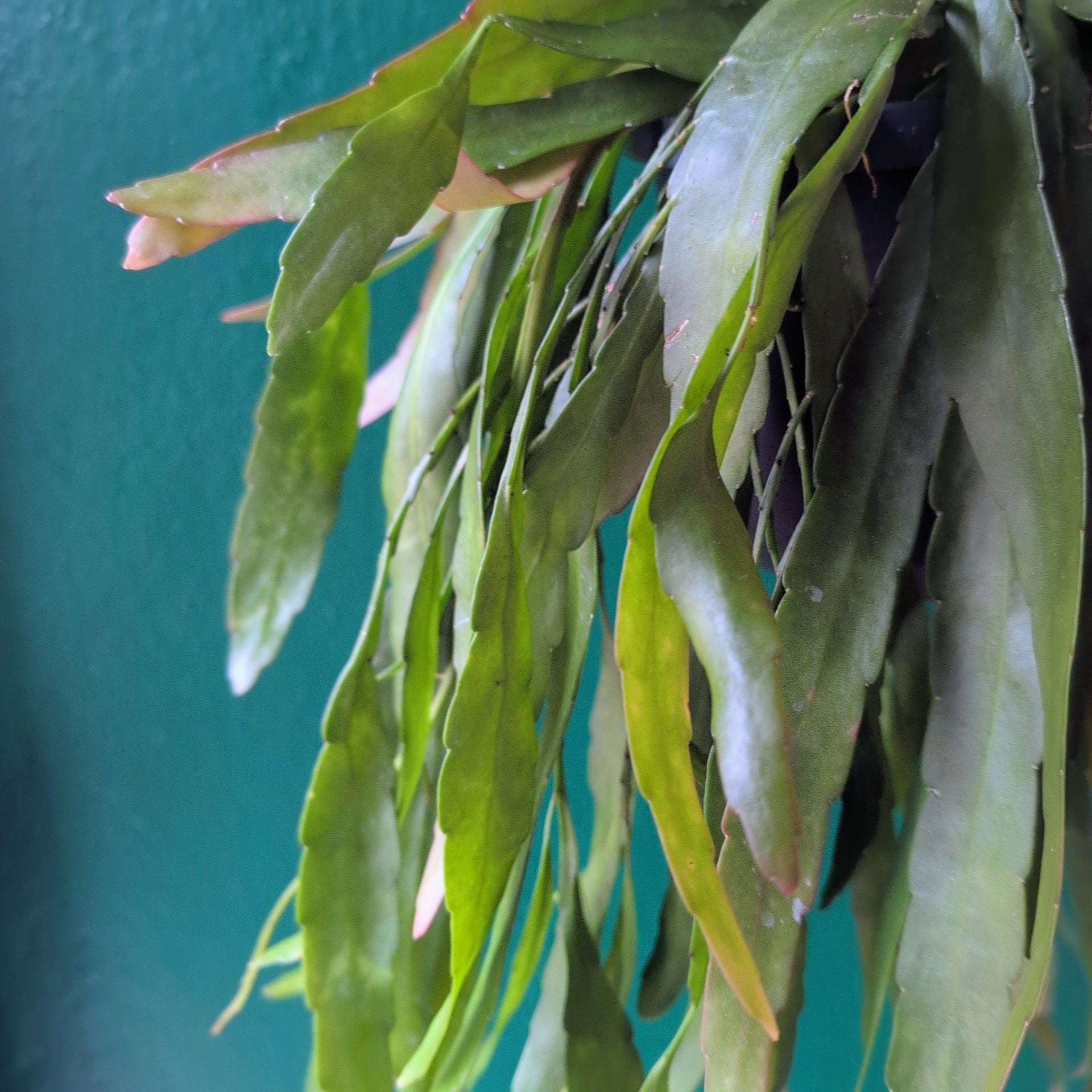Rhipsalis ramulosa (Red coral)