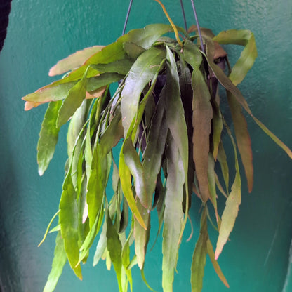 Rhipsalis ramulosa (Red coral)