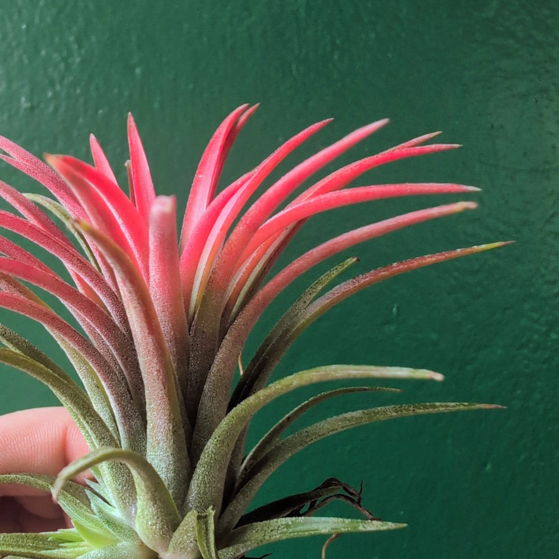 Tillandsia &