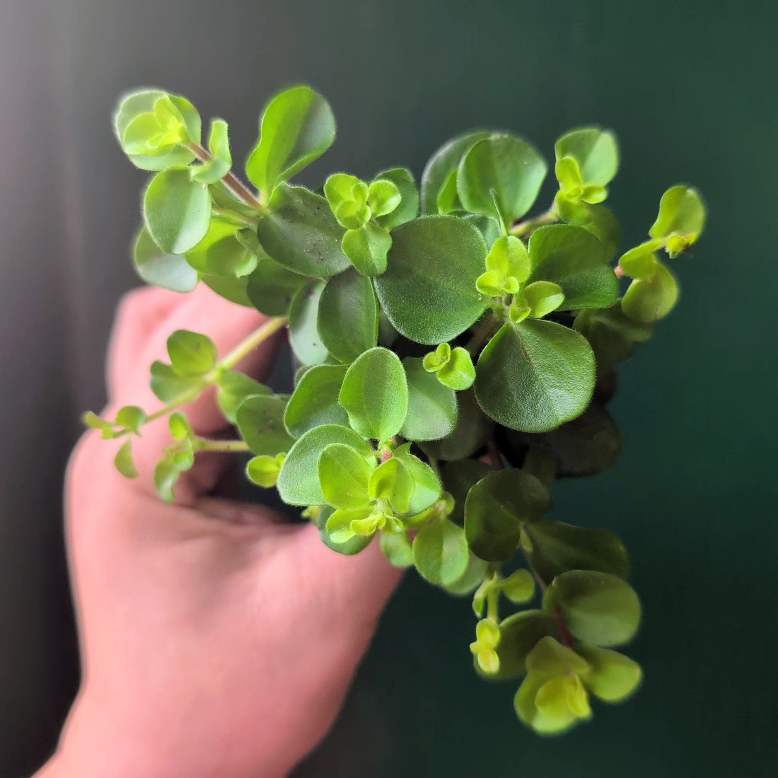 Peperomia rotundifolia (Trailing Jade)