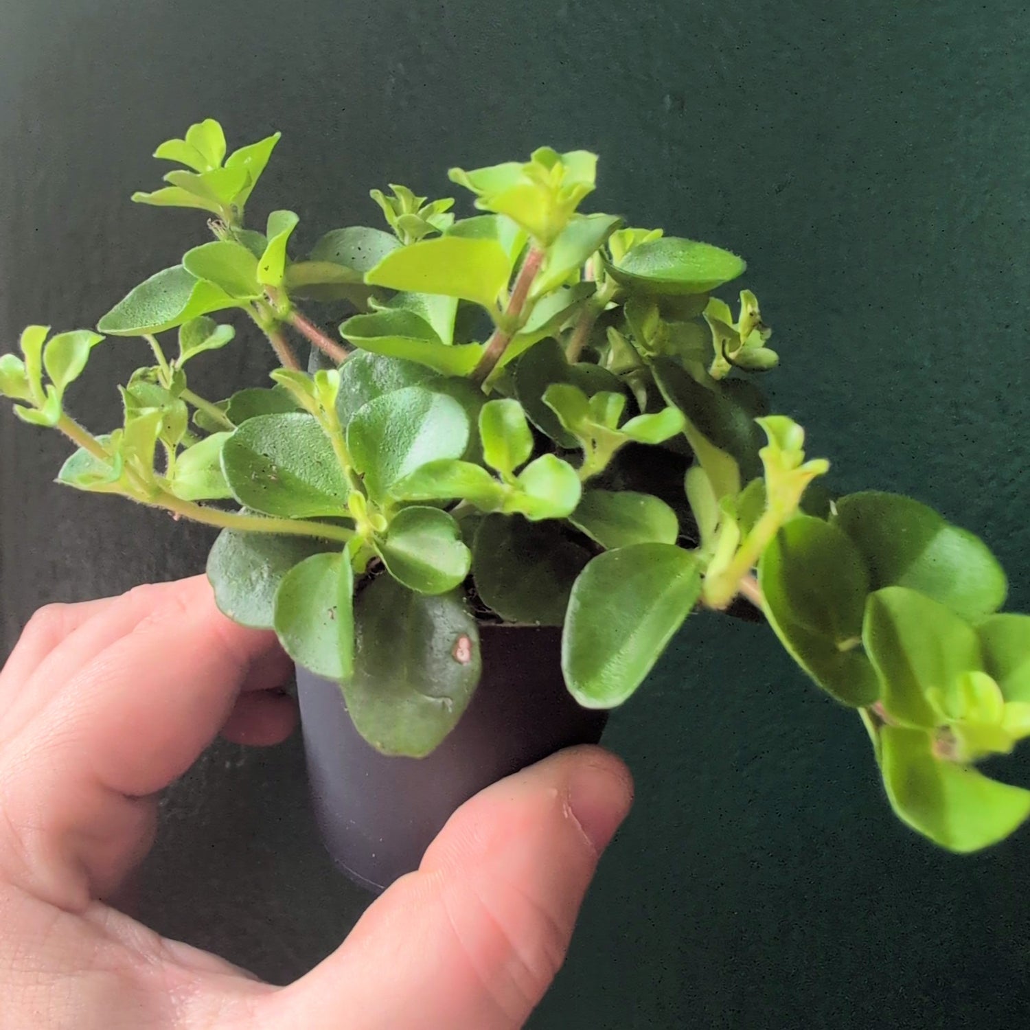 Peperomia rotundifolia (Trailing Jade)