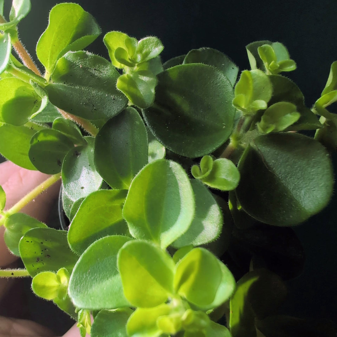 Peperomia rotundifolia (Trailing Jade)