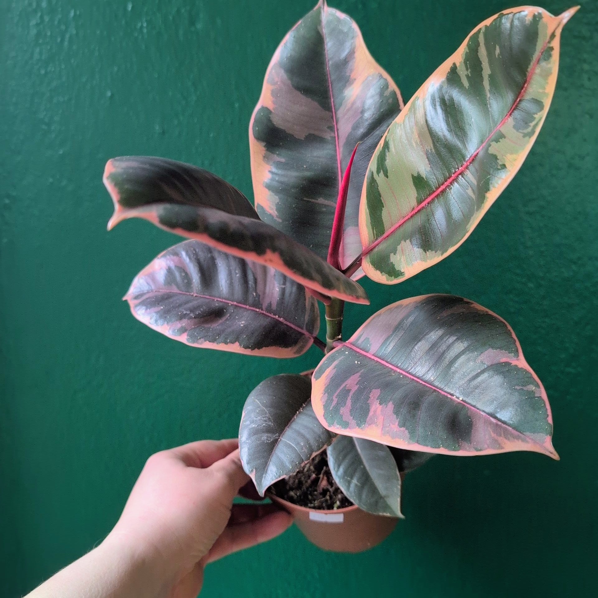 Ficus elastica (Rubber Plant) -5 varieties available