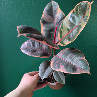 Ficus elastica (Rubber Plant) -5 varieties available