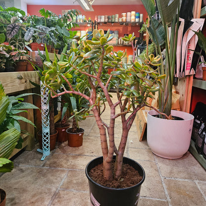 Crassula ovata &
