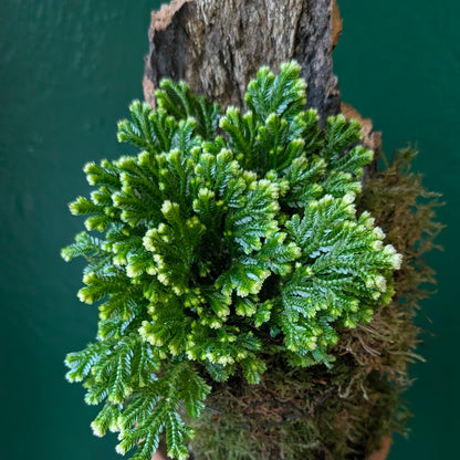 09/04/2026 at 6pm Mounted Cork Kokedama workshop