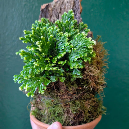 Selaginella martensii &