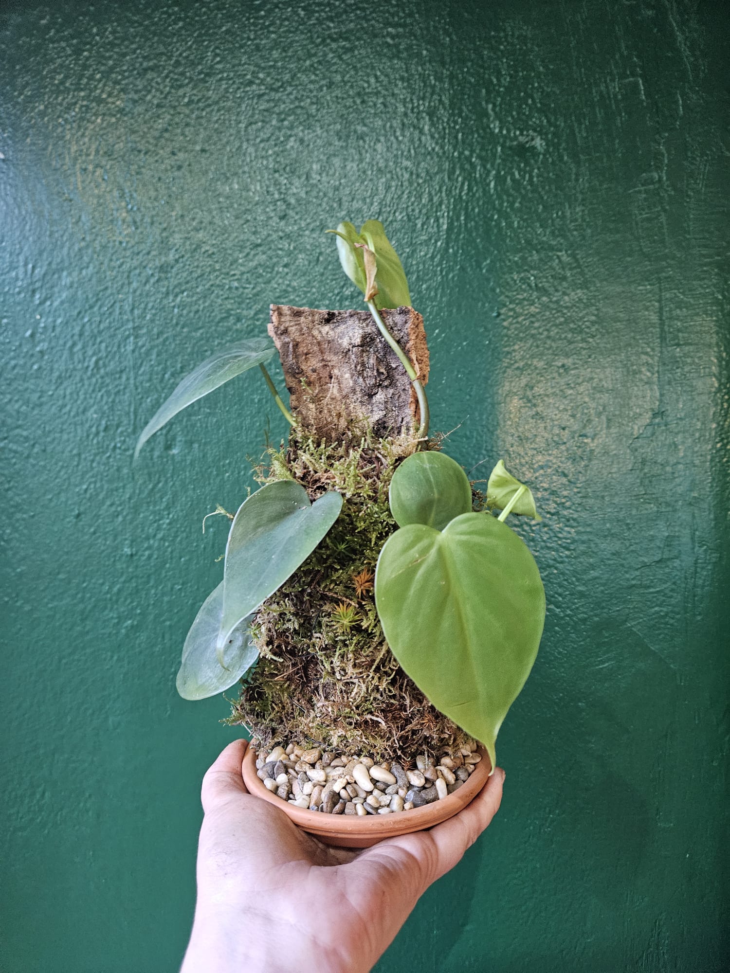 Philodendron hederaceum mounted on Cork