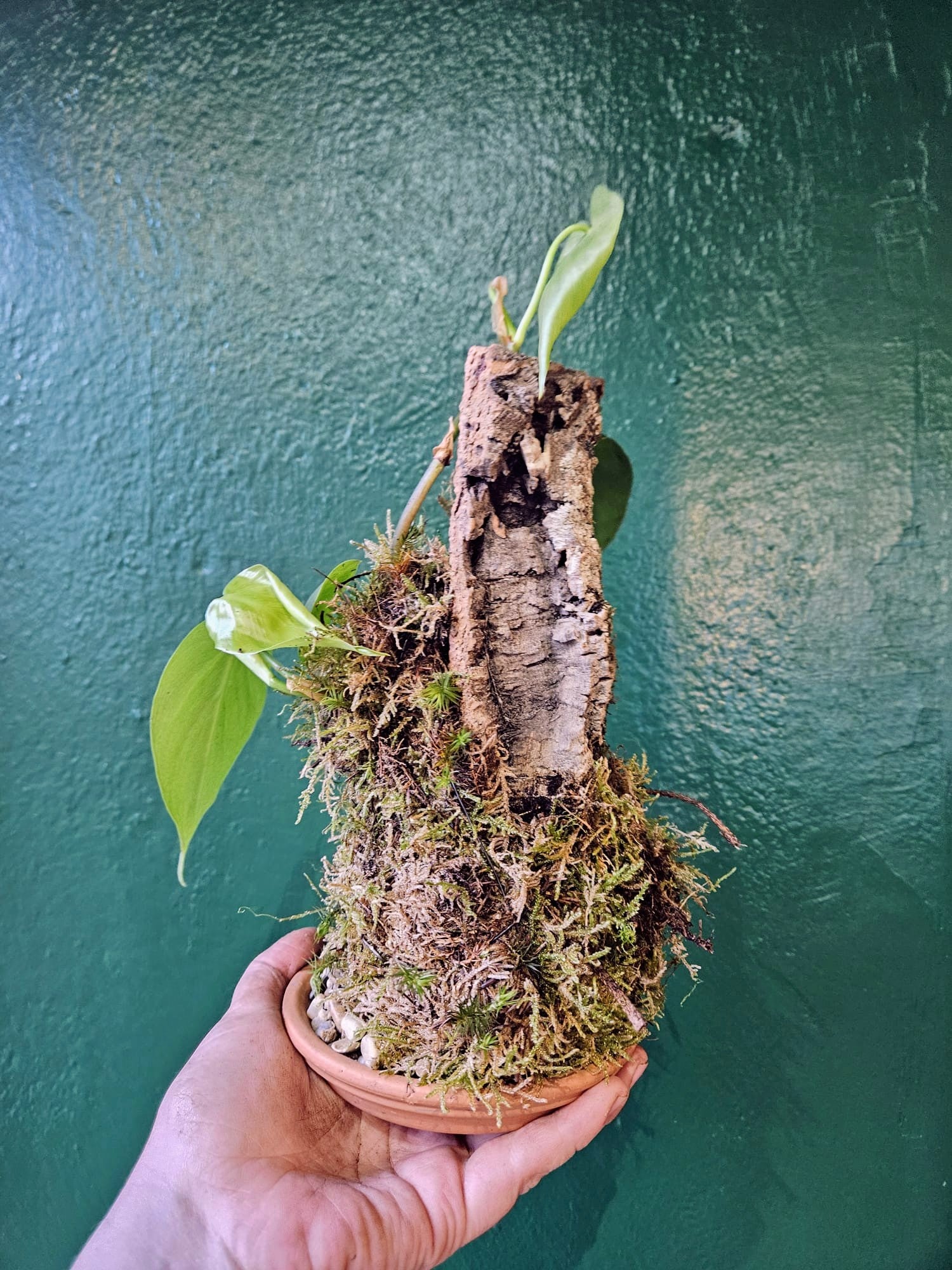 Philodendron hederaceum mounted on Cork