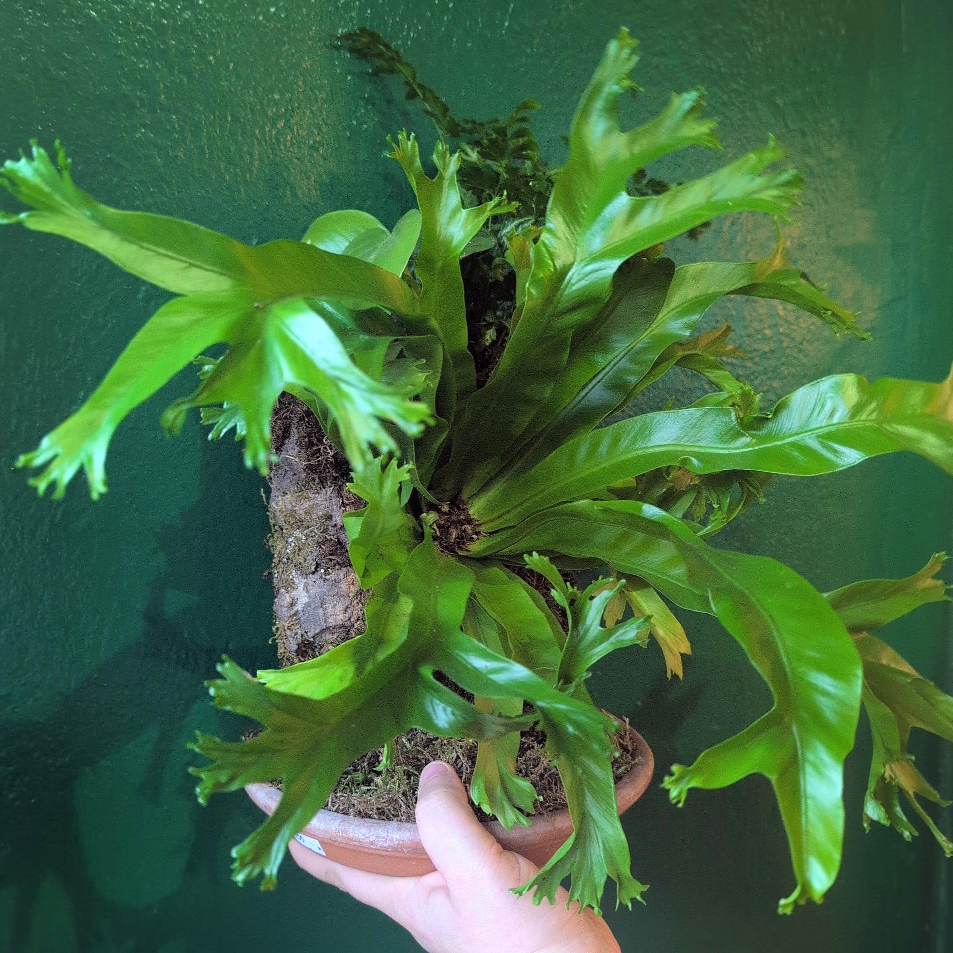 Cork kokedama with ferns