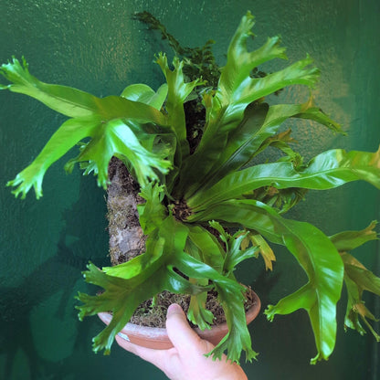 Cork kokedama with ferns