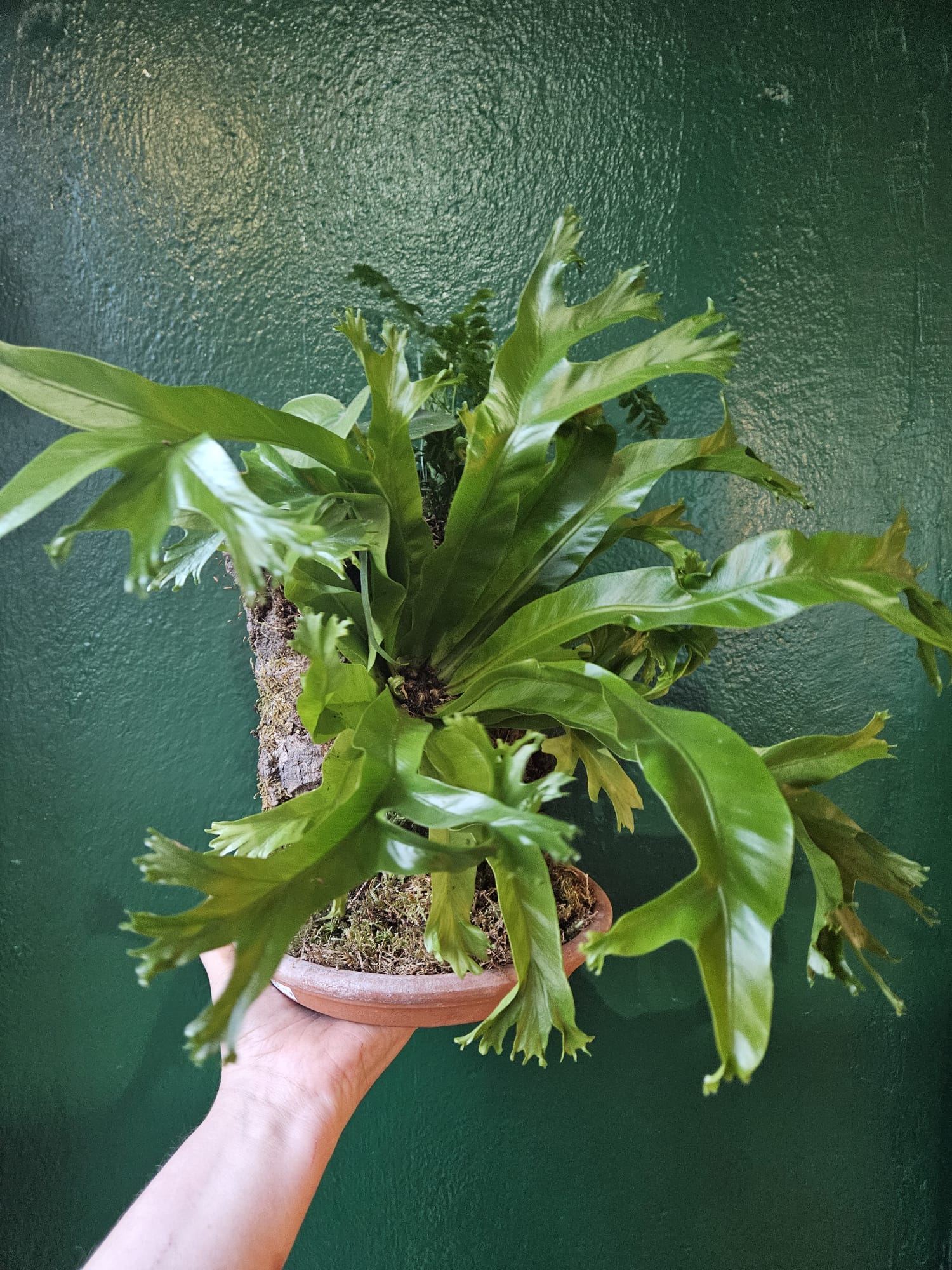 Cork kokedama with ferns