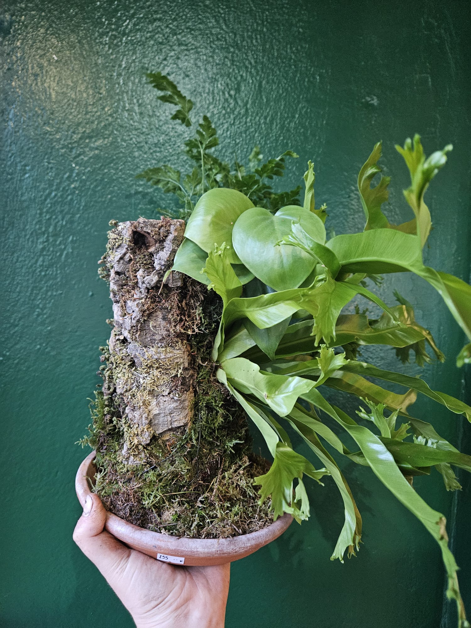 Cork kokedama with ferns