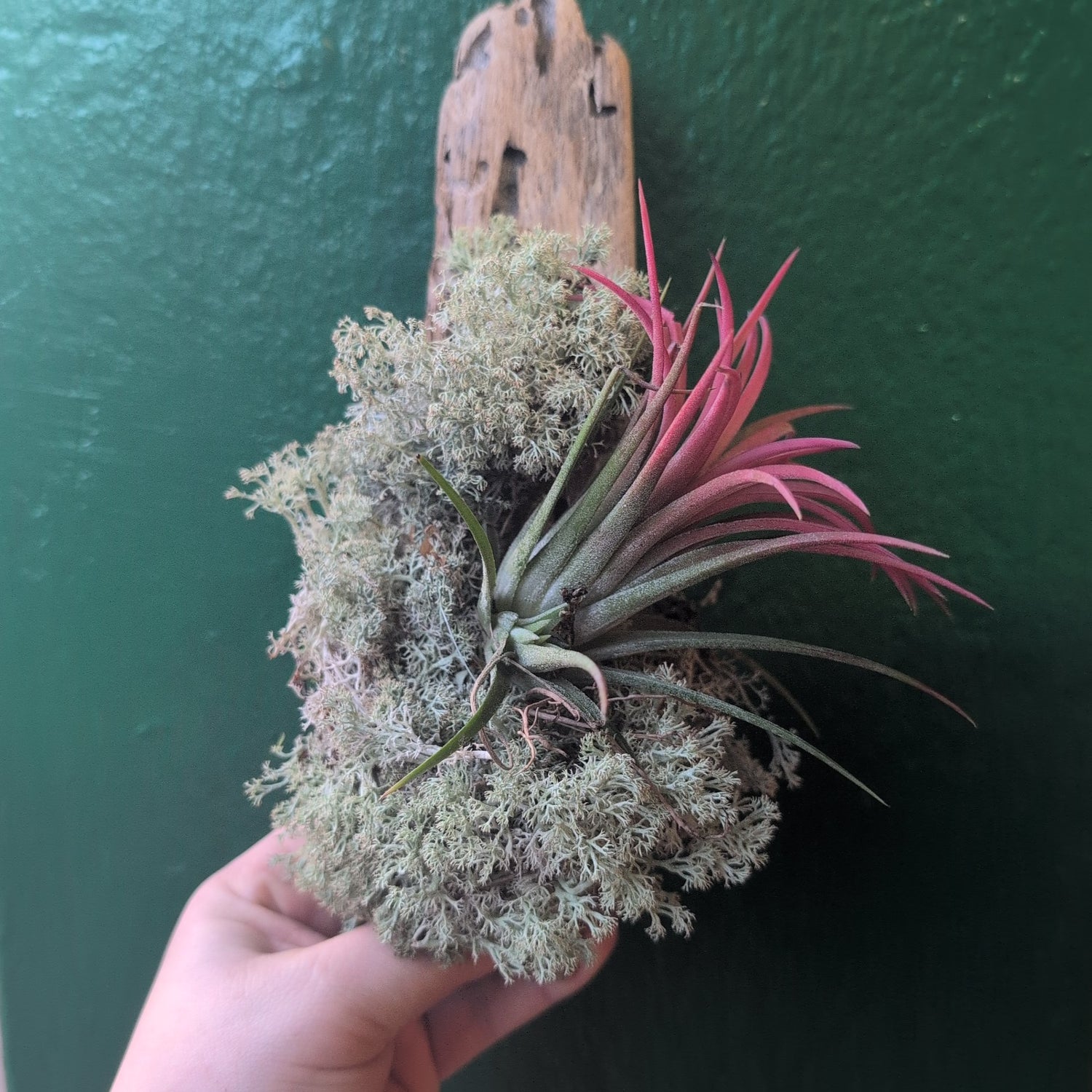 Tillandsia &