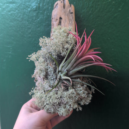 Tillandsia &
