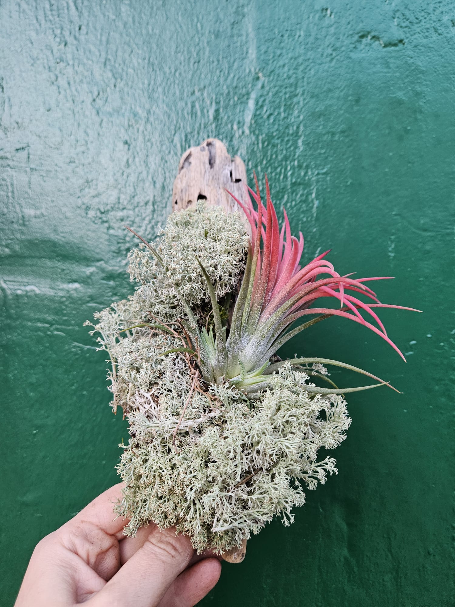 Tillandsia &