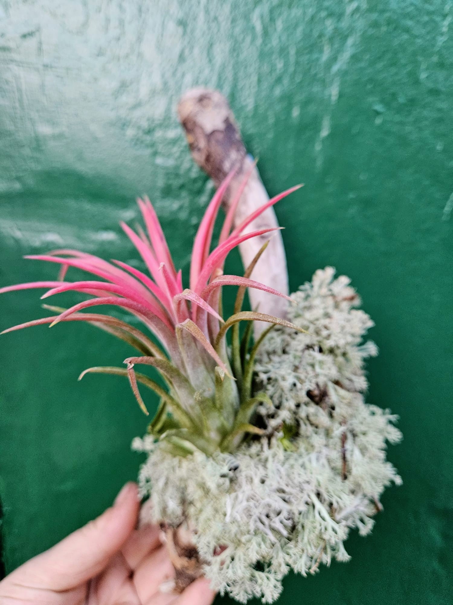 Tillandsia &
