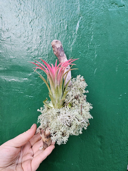 Tillandsia &