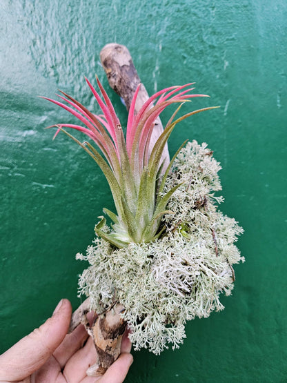 Tillandsia &