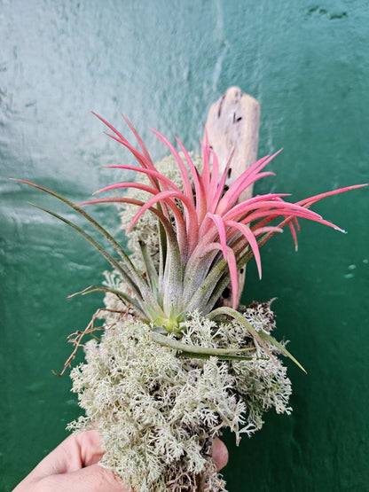 Tillandsia &