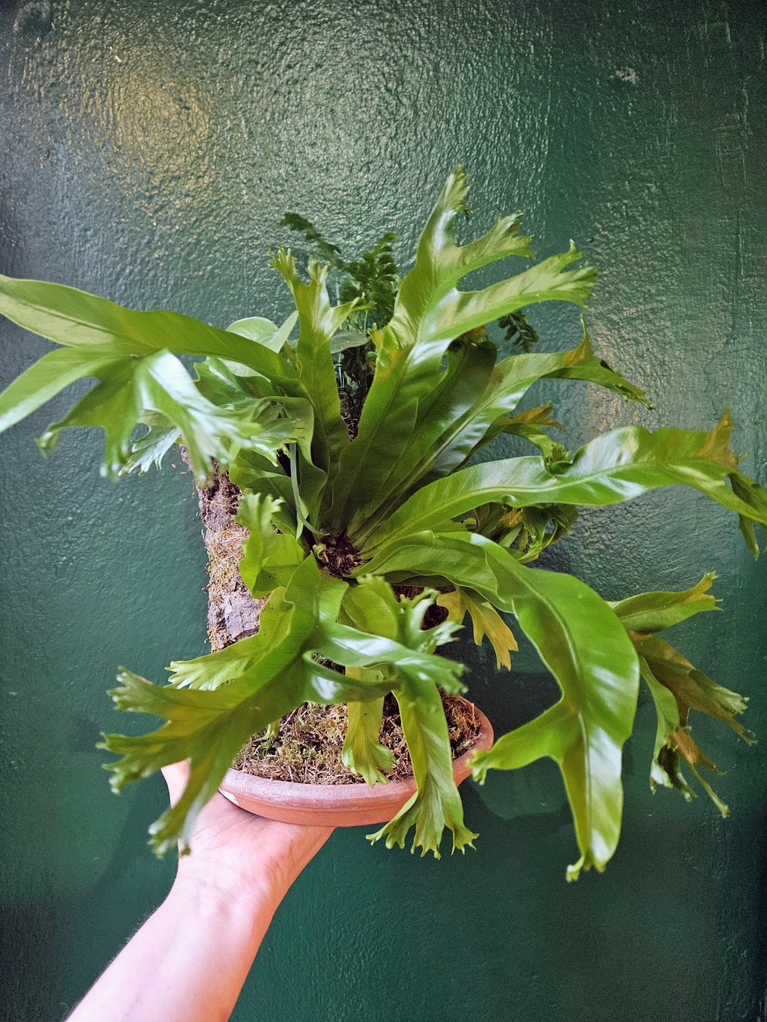Cork kokedama with ferns
