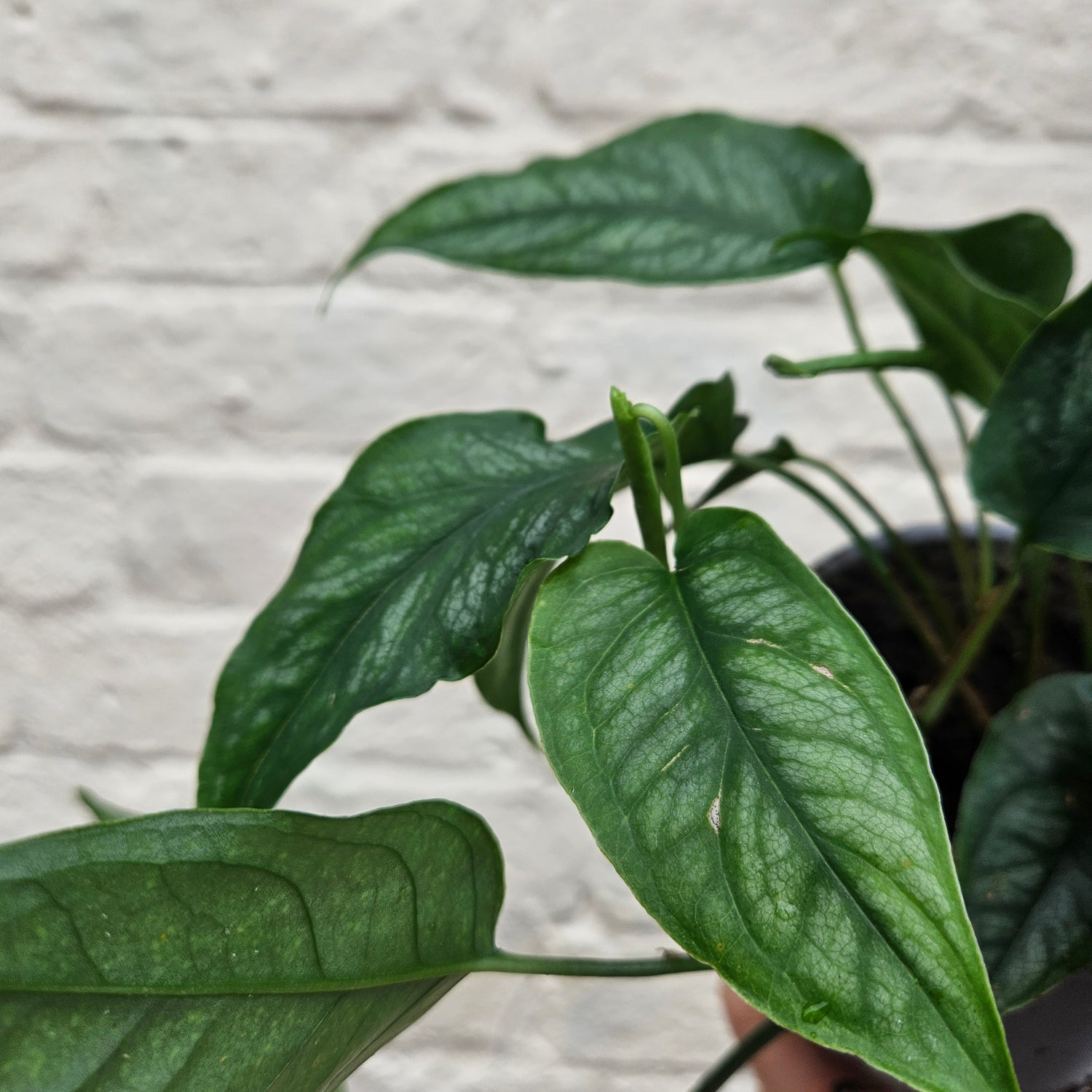 Monstera siltepecana (Silver Monstera)