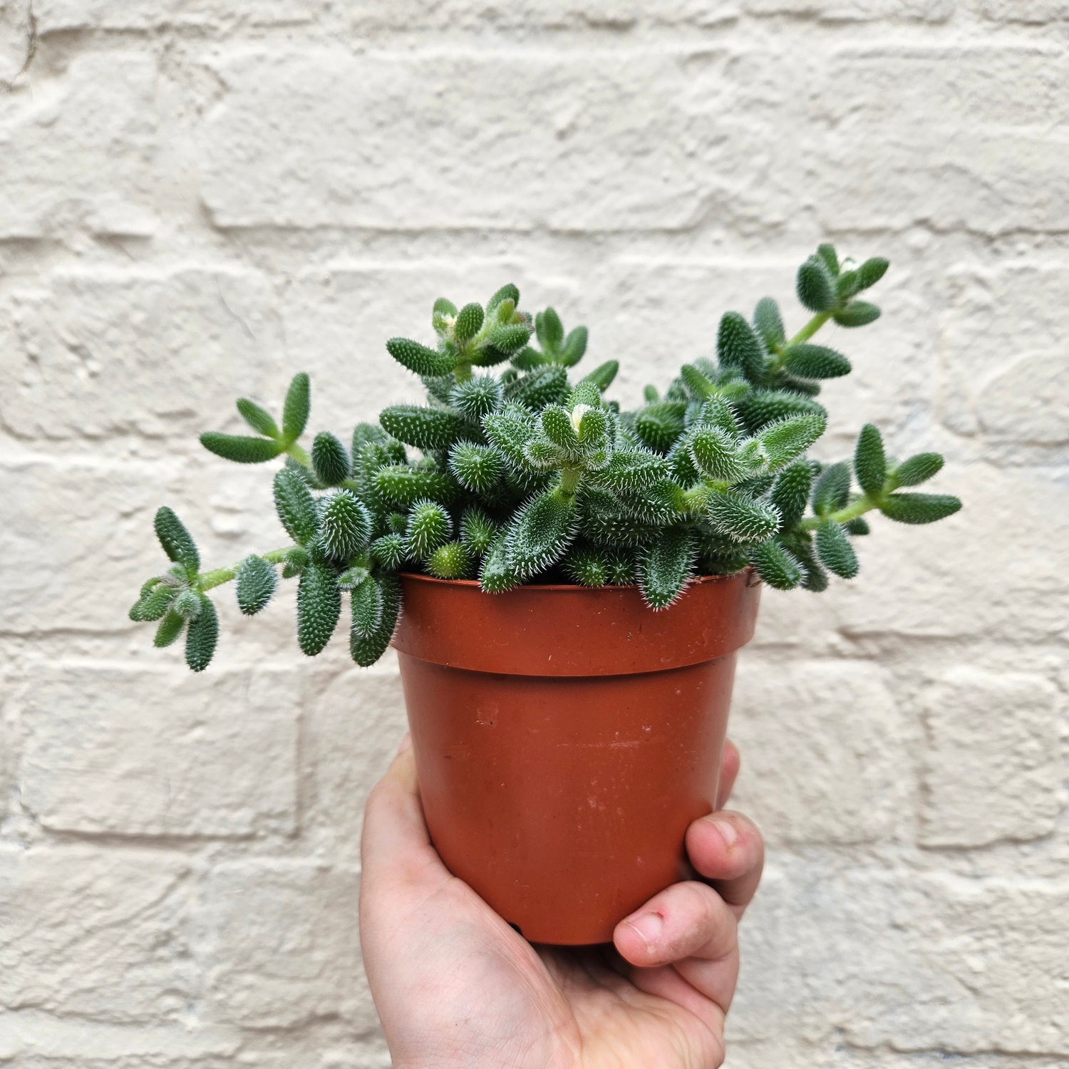 Delosperma echinatum (Pickle Plant)