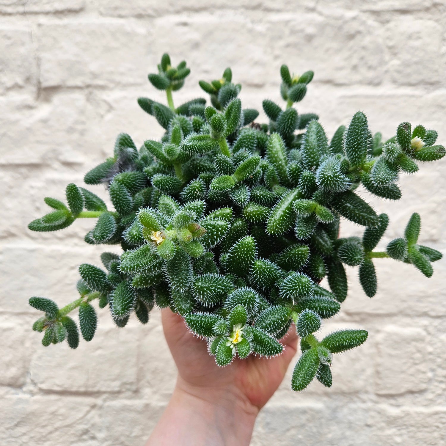 Delosperma echinatum (Pickle Plant)