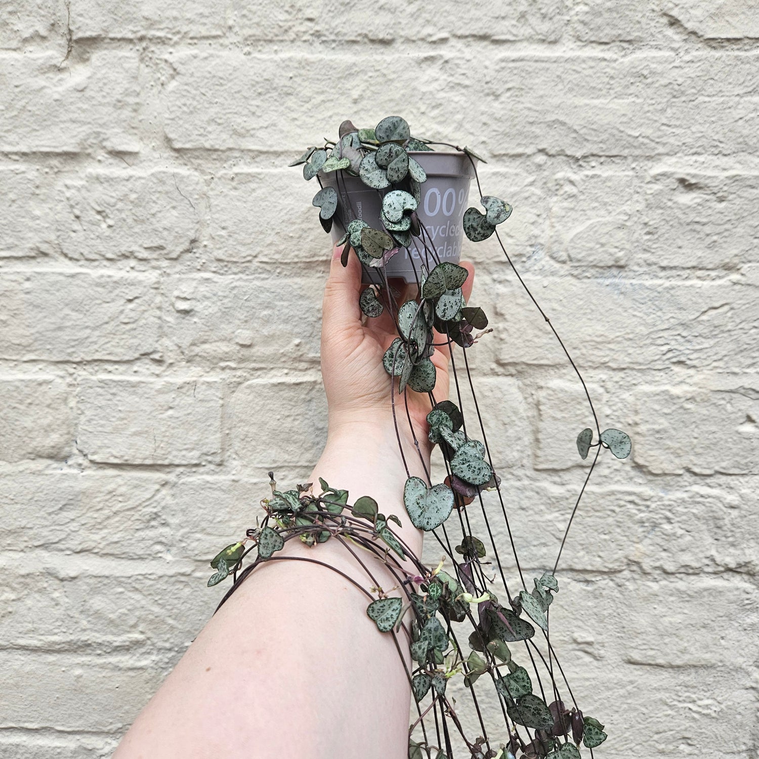 Ceropegia woodii (String of Hearts / Rosary vine)