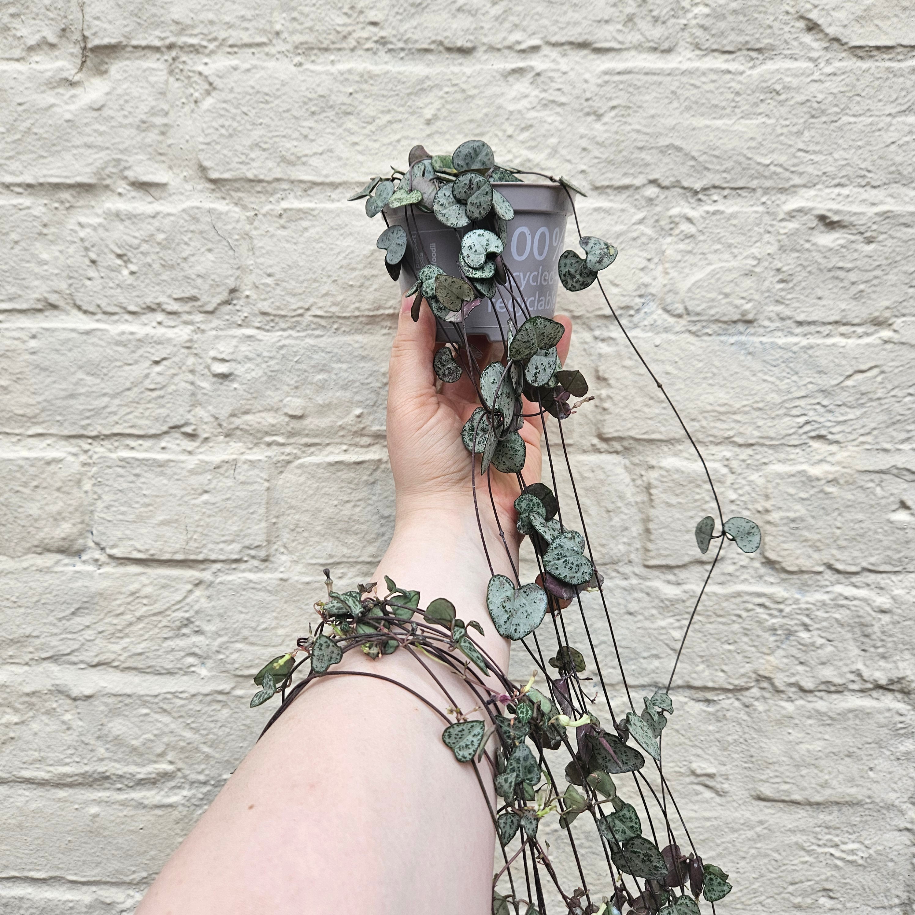 Ceropegia woodii (String of Hearts / Rosary vine)