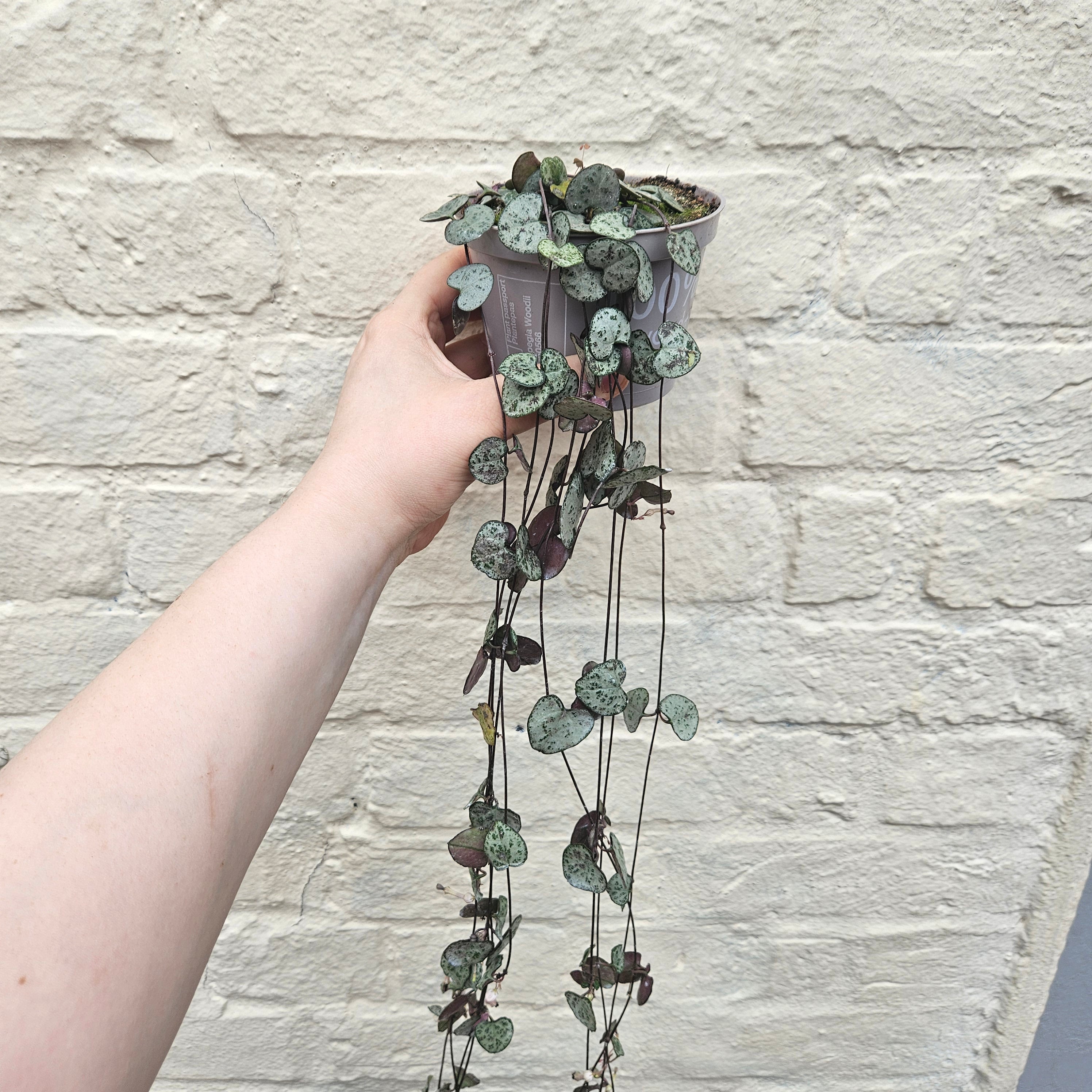 Ceropegia woodii (String of Hearts / Rosary vine)