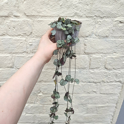 Ceropegia woodii (String of Hearts / Rosary vine)
