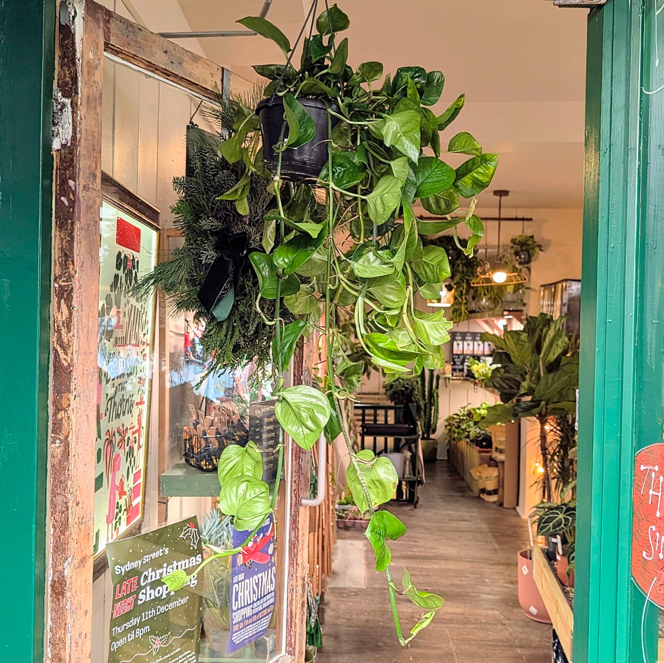 Epipremnum pinnatum &