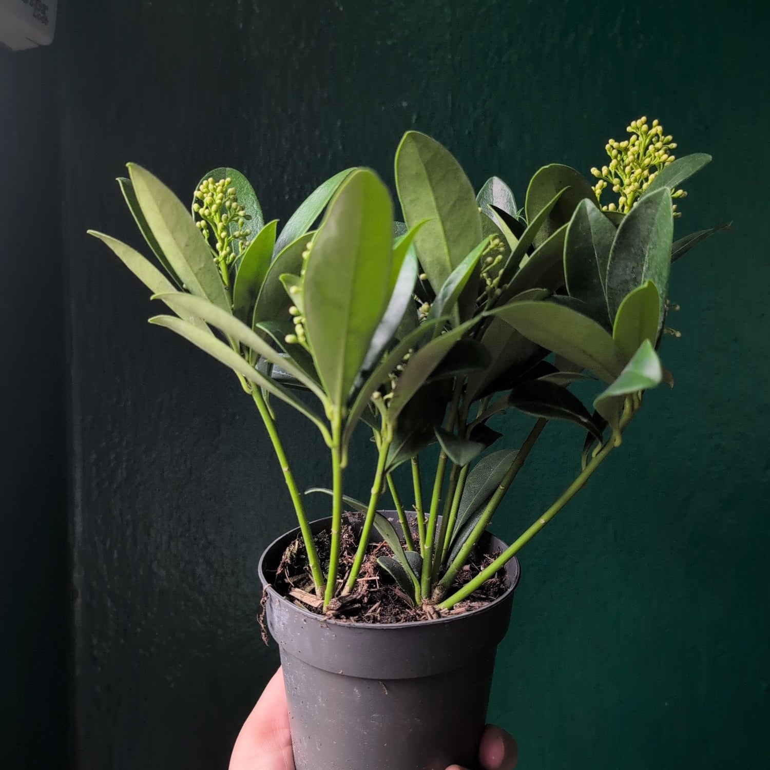 Skimmia japonica ‘Finchy’