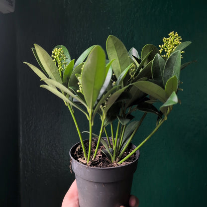 Skimmia japonica ‘Finchy’