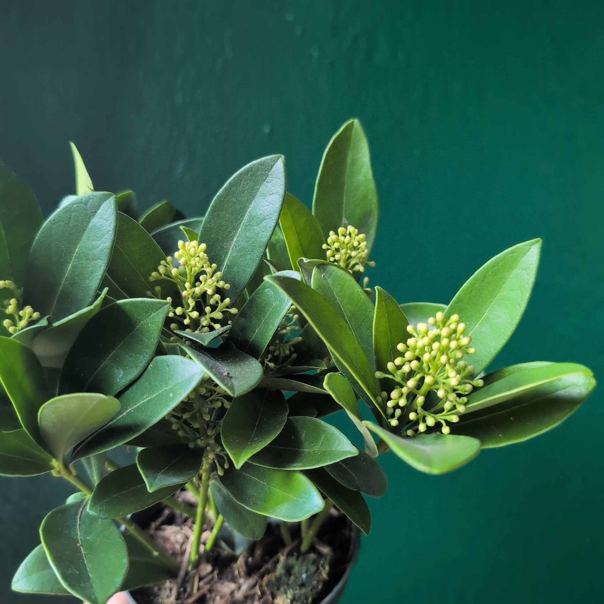 Skimmia japonica ‘Finchy’