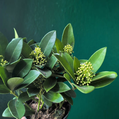 Skimmia japonica ‘Finchy’