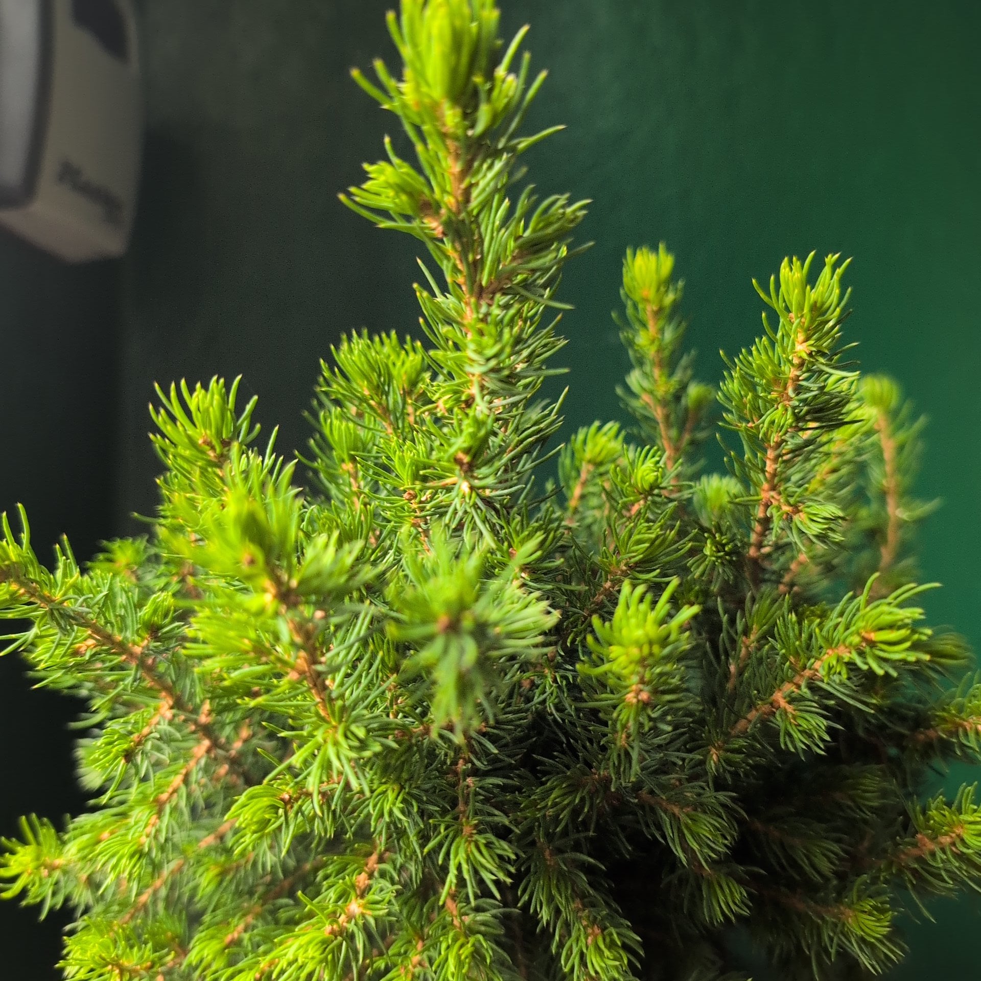 Picea glauca &