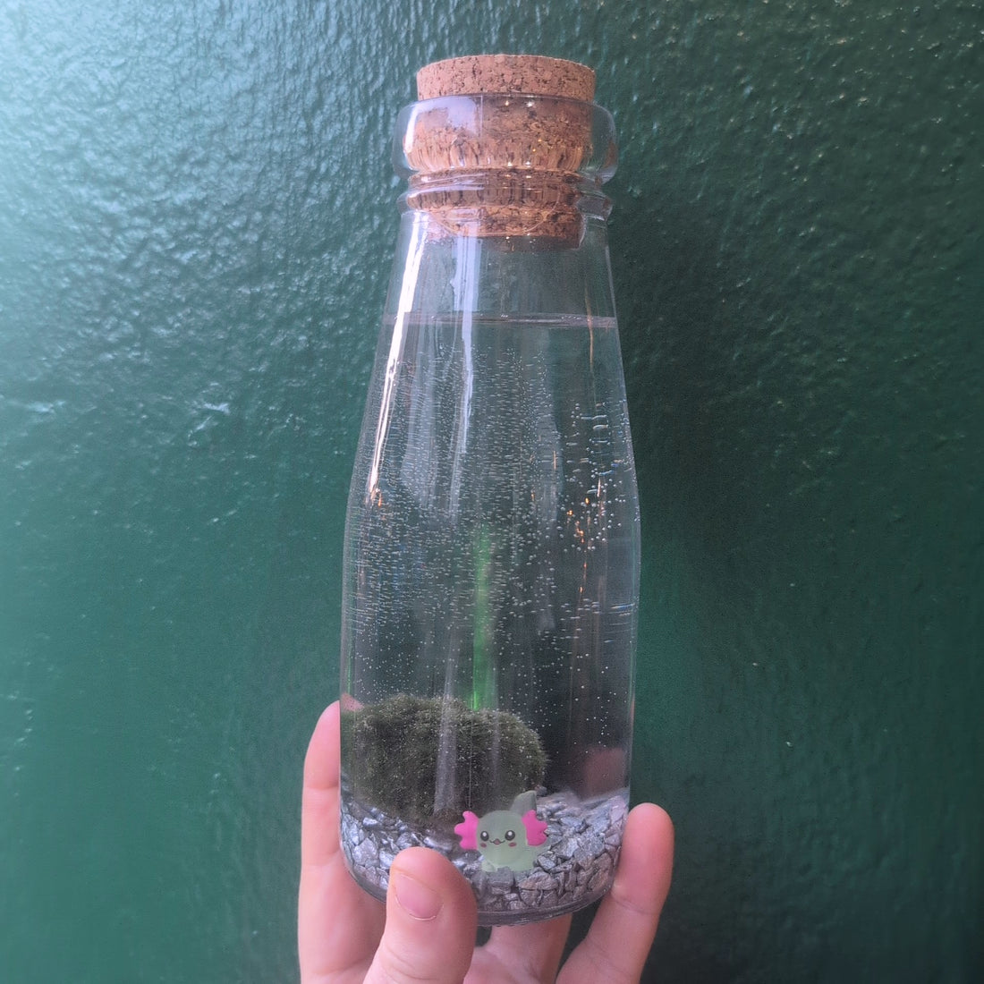 Cladophora aegagropila - Marimo moss balls!