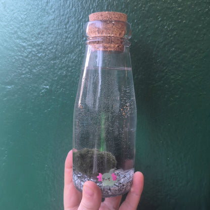 Cladophora aegagropila - Marimo moss balls!