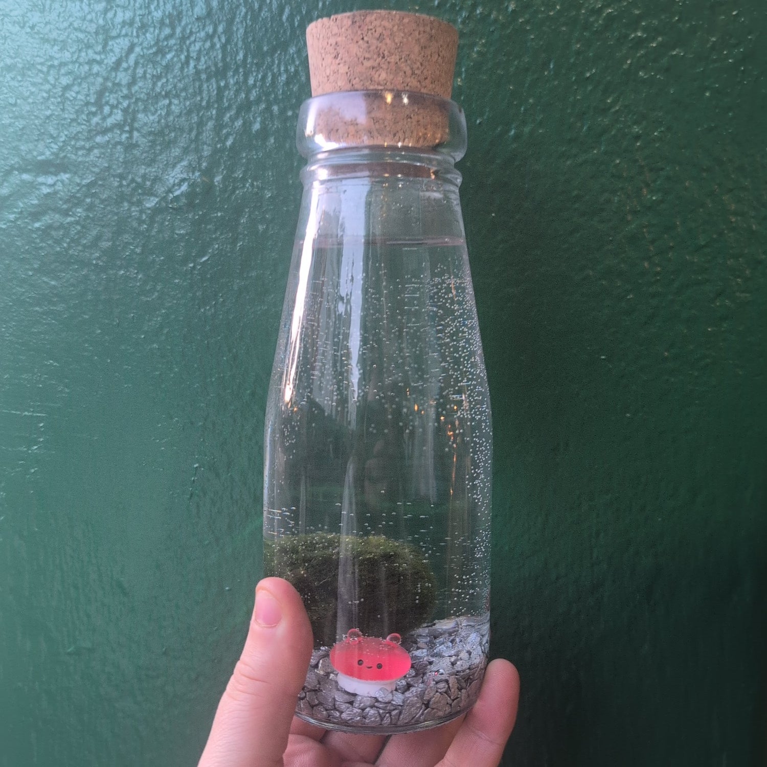 Cladophora aegagropila - Marimo moss balls!