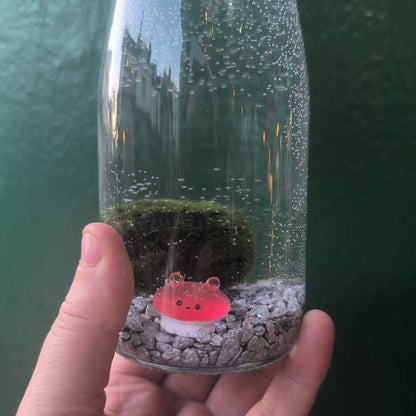 Cladophora aegagropila - Marimo moss balls!