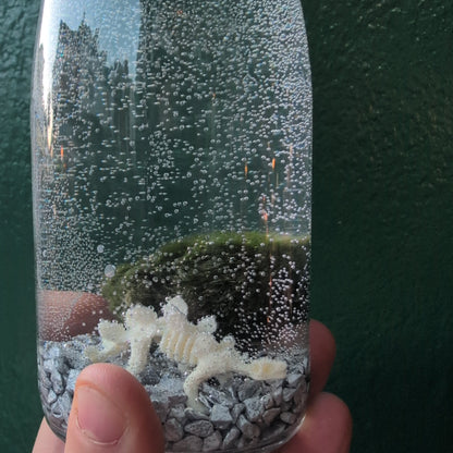 Cladophora aegagropila - Marimo moss balls!