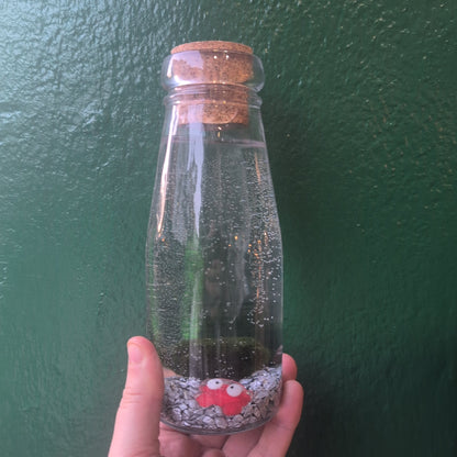 Cladophora aegagropila - Marimo moss balls!