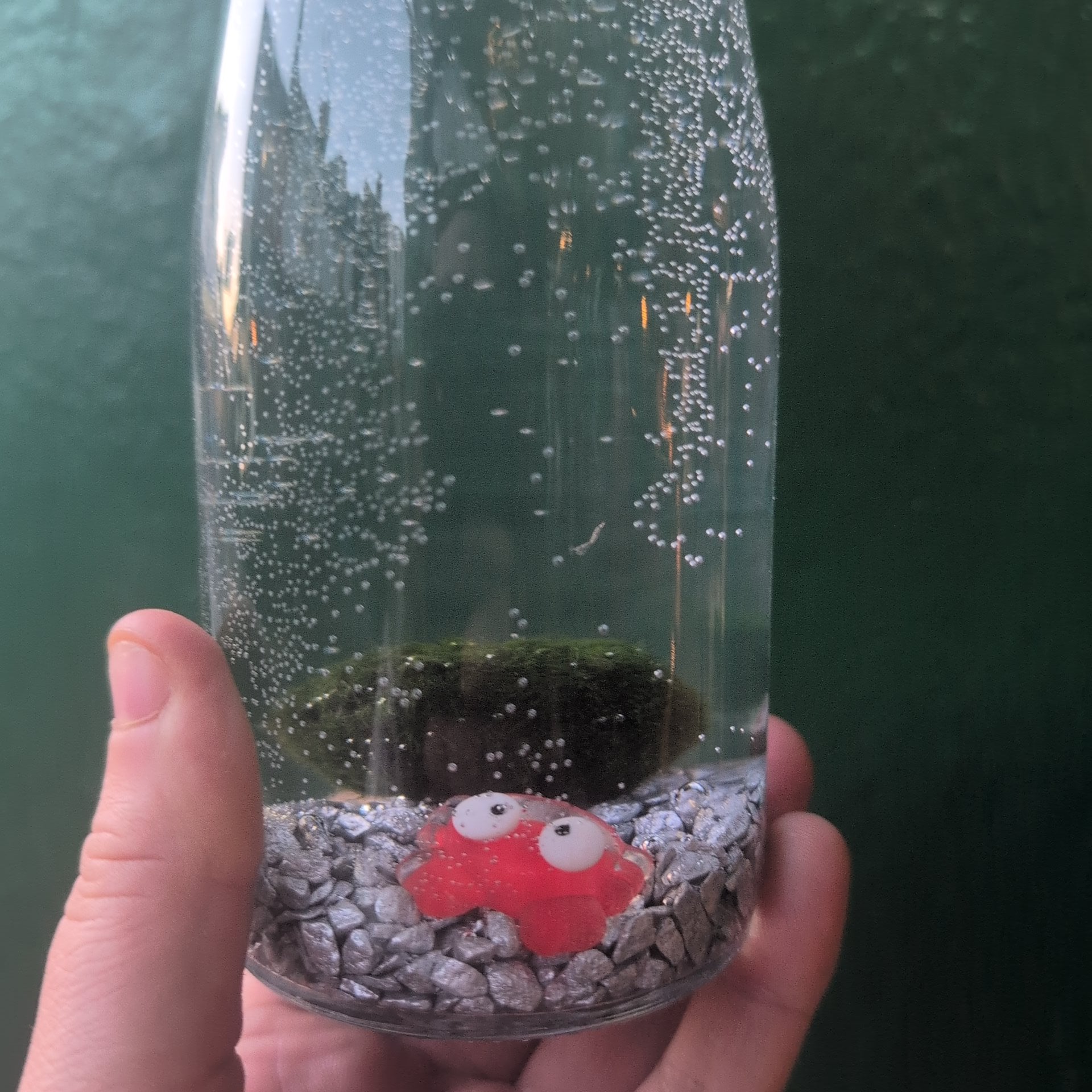 Cladophora aegagropila - Marimo moss balls!