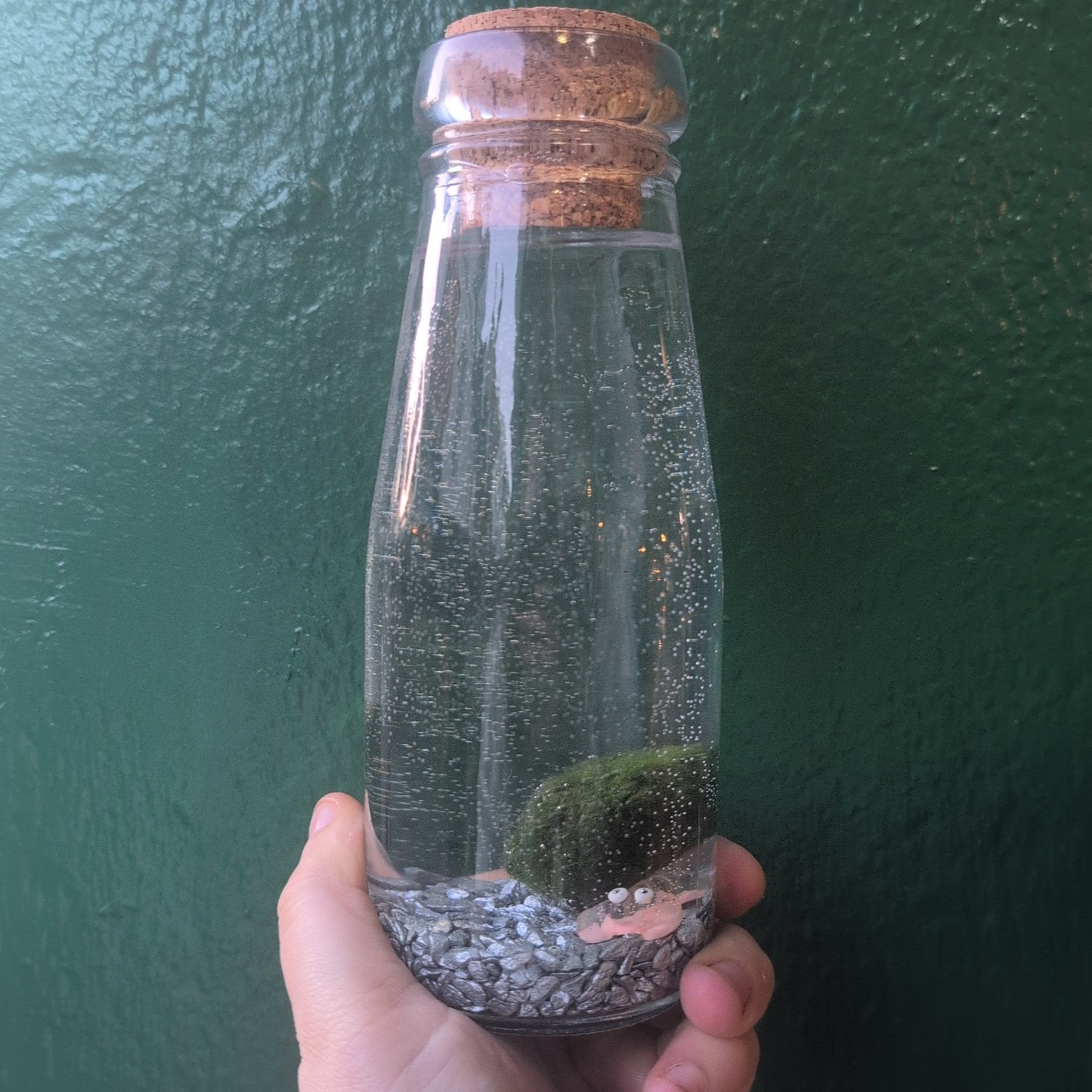 Cladophora aegagropila - Marimo moss balls!