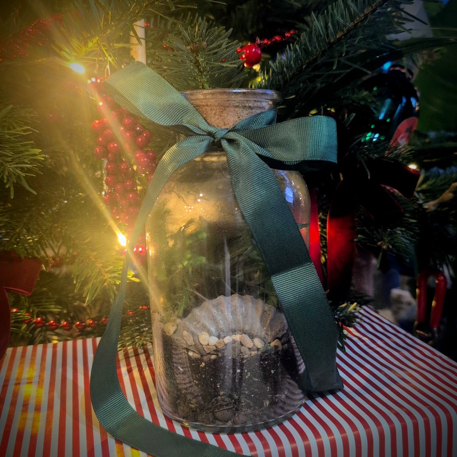 🎄✨ 21/12/2025 at 12pm – Kids Christmas Holiday Terrarium Workshop! 🌱🎁