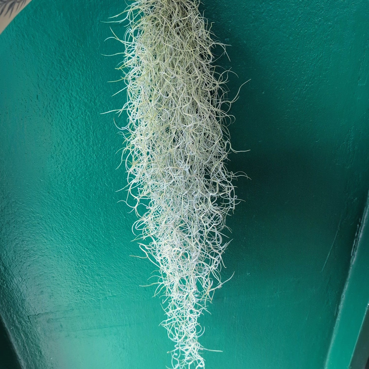 Tillandsia usneoides (Spanish Moss)