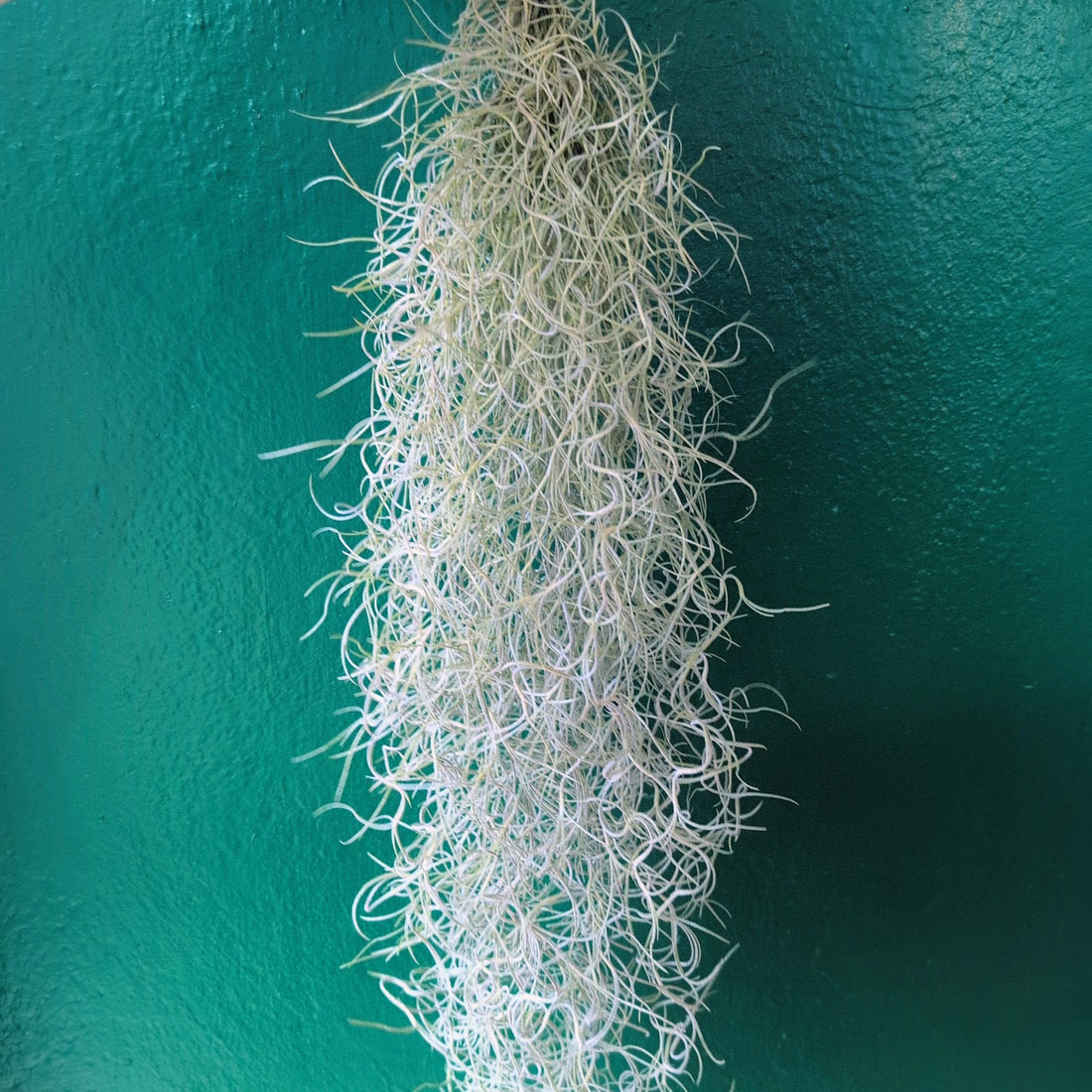 Tillandsia usneoides (Spanish Moss)